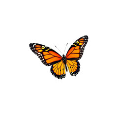 Fototapeta premium Vibrant monarch butterfly with orange and black wings isolated on solid black background