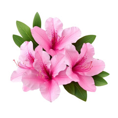Obraz premium Beautiful pink azalea flowers arranged with fresh green leaves for a vibrant spring look.