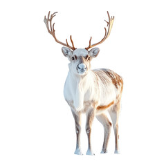 Naklejka premium Reindeer portrait against black background