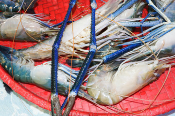 A Stunning Display of Giant Freshwater Prawns with Gleaming Blue Claws and Translucent Shells...