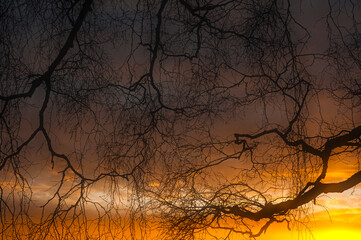 Beautiful sunrise casting warm hues through branches of trees in Sweden's serene sky