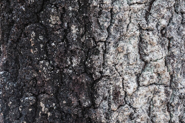 Detailed bark texture captured in a Swedish forest, showcasing natural patterns and colors found on the trees