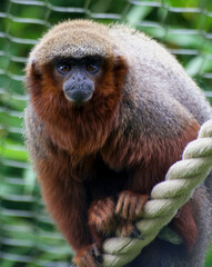 close up of a red faced spider monkey