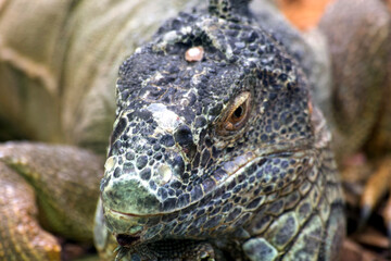 portrait of iguana