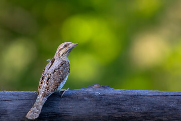 A different species of woodpecker.Nature background. Eurasian Wryneck. Jynx torquilla.