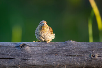 A different species of woodpecker.Nature background. Eurasian Wryneck. Jynx torquilla.