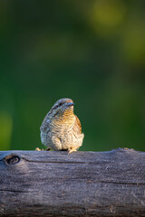 A different species of woodpecker.Nature background. Eurasian Wryneck. Jynx torquilla.