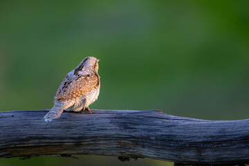 A different species of woodpecker.Nature background. Eurasian Wryneck. Jynx torquilla.