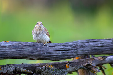 A different species of woodpecker.Nature background. Eurasian Wryneck. Jynx torquilla.