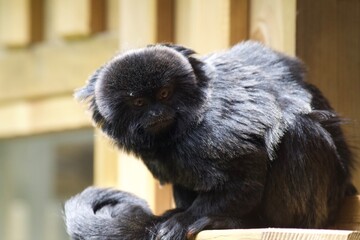 black tamarin monkey