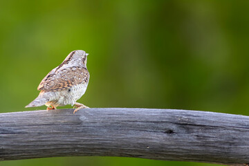 A different species of woodpecker.Nature background. Eurasian Wryneck. Jynx torquilla.