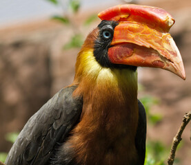 close up of a red billed toucan