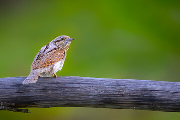 A different species of woodpecker.Nature background. Eurasian Wryneck. Jynx torquilla.