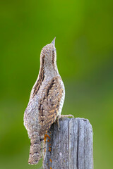 A different species of woodpecker.Nature background. Eurasian Wryneck. Jynx torquilla.