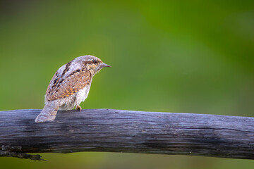 A different species of woodpecker.Nature background. Eurasian Wryneck. Jynx torquilla.