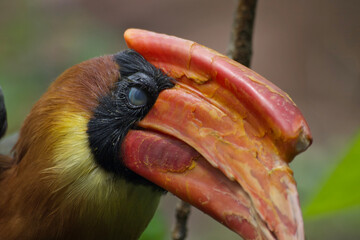 close up of a red billed toucan
