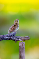 A different species of woodpecker.Nature background. Eurasian Wryneck. Jynx torquilla.