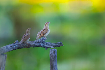 A different species of woodpecker.Nature background. Eurasian Wryneck. Jynx torquilla.