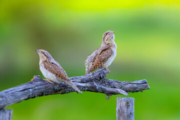 A different species of woodpecker.Nature background. Eurasian Wryneck. Jynx torquilla.