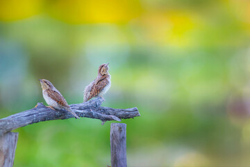 A different species of woodpecker.Nature background. Eurasian Wryneck. Jynx torquilla.