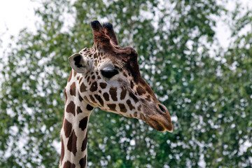 Giraffe head shots