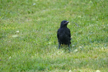 Young Carrion crow (Corvus corone) in the Corvidae family. Hanover, Germany.