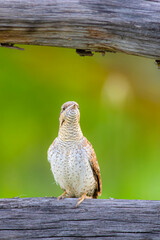 A different species of woodpecker.Nature background. Eurasian Wryneck. Jynx torquilla.