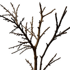 Fototapeta premium Bare tree branches isolated on transparent background in winter season