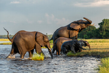 Close encounter with Elephants crossing the Chobe river between Namibia and Botswana in the late afternoon seen from a boat. © henk bogaard