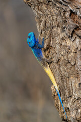 Southern tree agama (Acanthocercus atricollis) sitting in a tree in the Kruger National Park in South Africa