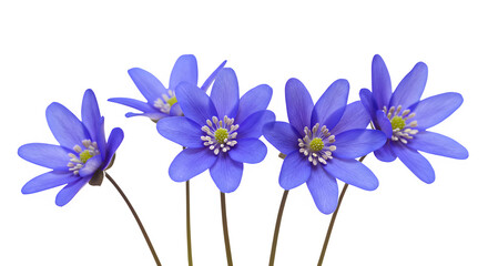 Blue flowers isolated on PNG background.