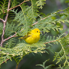 Male yellow warbler Setophaga petechia perched in a cedar tree