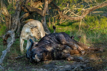 Lioness eating from a Buffalo kill in Sabi Sands Game Reserve in the Greater Kruger Region in South Africa