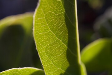 close up of green leaf