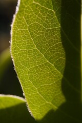 green leaf macro