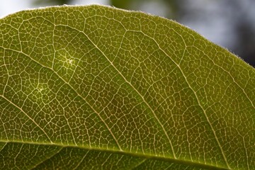 close up of a leaf
