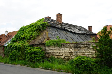 Fototapeta premium Old house covered by ivy