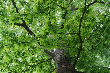 Nahaufnahme einer Kastanienblättrigen Eiche (Quercus castaneifolia) im Frühjahr