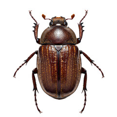 Brown Beetle Insect Isolated on Transparent Background

