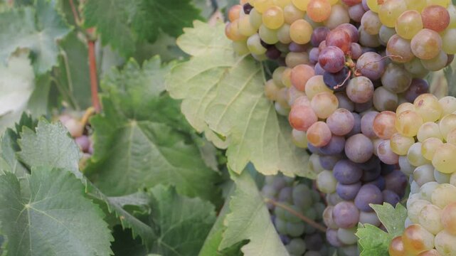 grapes on vine