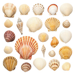 Summer picnic with isolated seashells in various shapes and sizes nature setting close-up view