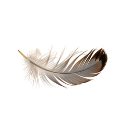 Realistic Brown Bird Feather Isolated on Transparent Background