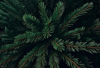 Rich, dark green pine needles and branches create a dense, natural abstract pattern, perfect for backgrounds. Christmas tree