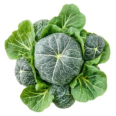 Fototapeta premium vegetable