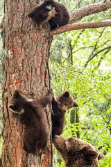 Bear cubs climbing in Romania