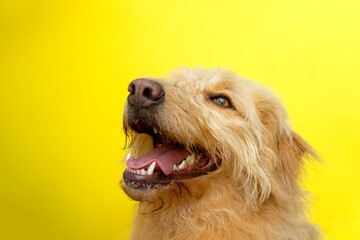 Portrait in a yellow background. Happy dog with mouth open. Copy space