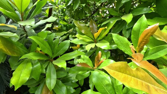 Myrsine lessertiana, beautiful shrub tropical plant swaying in the wind in a greenhouse in the garden in Odessa