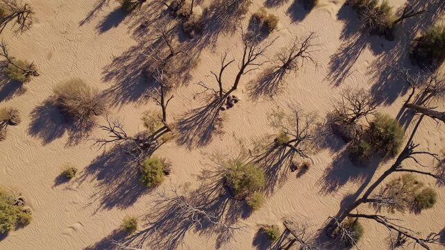 Desert terrain viewed from above, sparse greenery casting long shadows on sun-bleached sand under harsh midday light