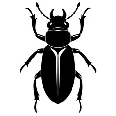 black beetle isolated on white background