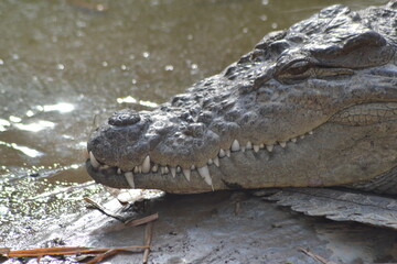 Obraz premium Zoos in India – Wildlife Conservation and Tourism